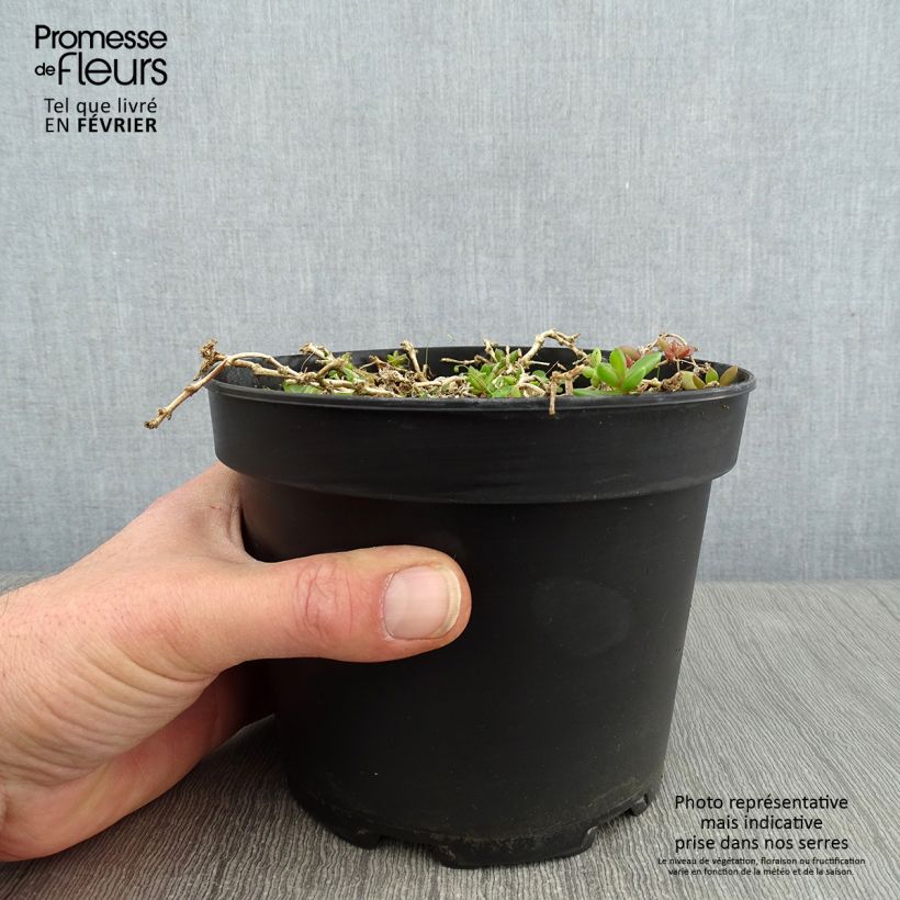Exemplaar van Delosperma cooperi Table Mountain - IJsbloem Pot van 2 l/3 l zoals geleverd in de winter