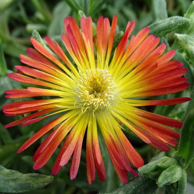 Delosperma Wheels of Wonder Fire - IJsbloem (Bloei)