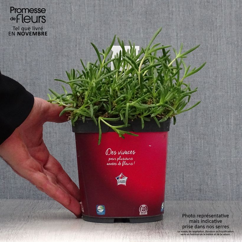 Exemplaar van Delosperma Wheels of Wonder Fire - IJsbloem Pot van 2 l/3 l zoals geleverd in de herfst