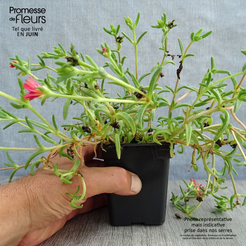 Exemplaar van Delosperma Wheels of Wonder Fire - IJsbloem Kweekpotje van 7/8 cm zoals geleverd in de zomer