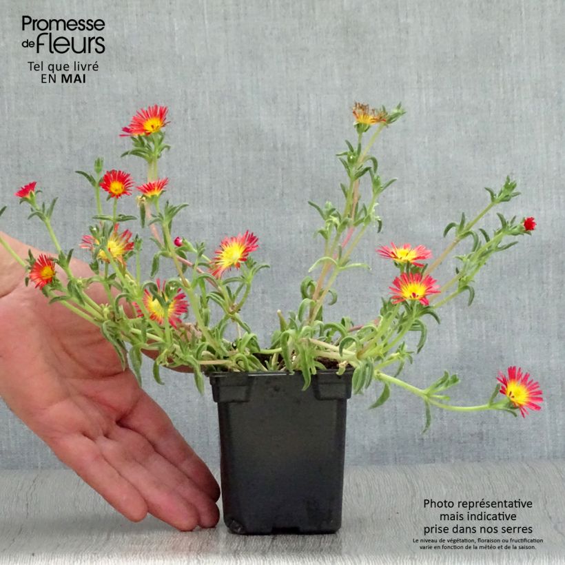 Exemplaar van Delosperma Wheels of Wonder Fire - IJsbloem Kweekpotje van 7/8 cm zoals geleverd in de lente