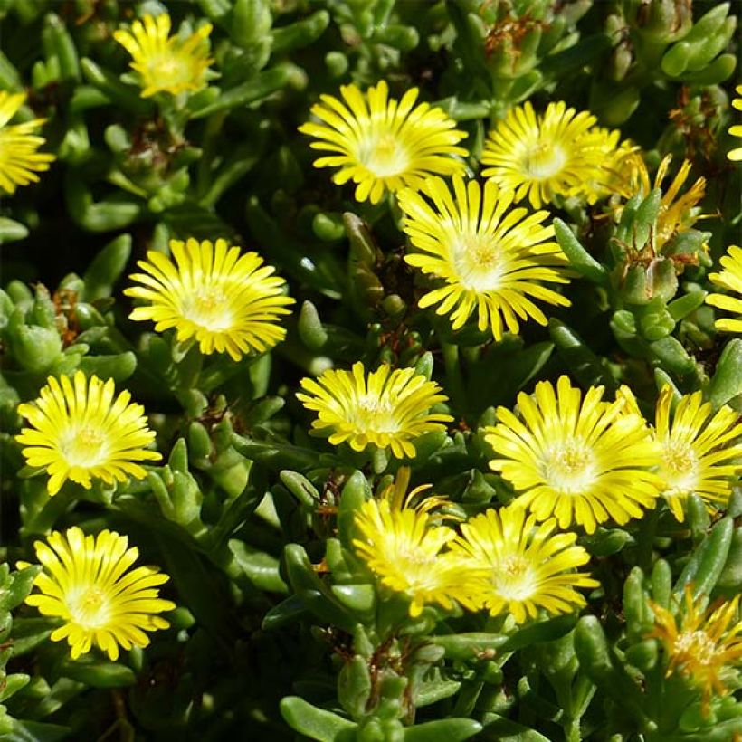 Delosperma Wheels of Wonder Golden - IJsbloem (Bloei)
