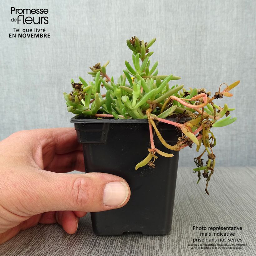 Exemplaar van Delosperma Wheels of Wonder Golden - IJsbloem Kweekpotje van 7/8 cm zoals geleverd in de herfst