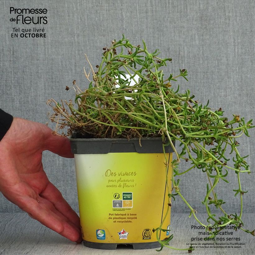 Exemplaar van Delosperma Wheels of Wonder Golden - IJsbloem Pot van 2 l/3 l zoals geleverd in de herfst