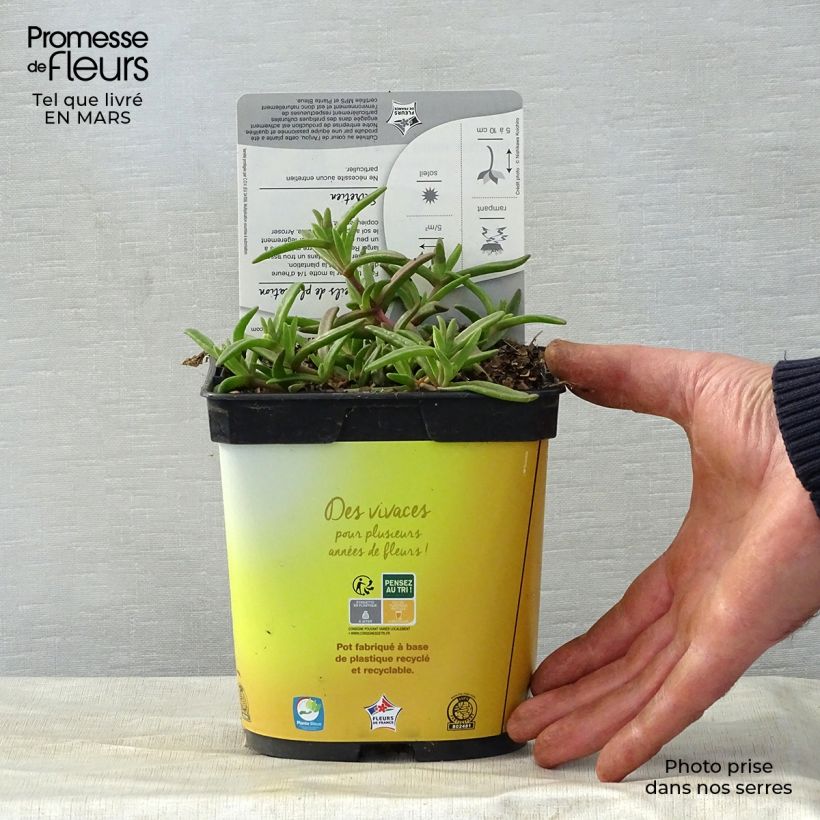 Exemplaar van Delosperma Wheels of Wonder Golden - IJsbloem Pot van 2 l/3 l zoals geleverd in de lente