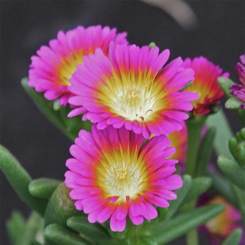 Delosperma Wheels of Wonder Hot Pink - IJsbloem (Bloei)