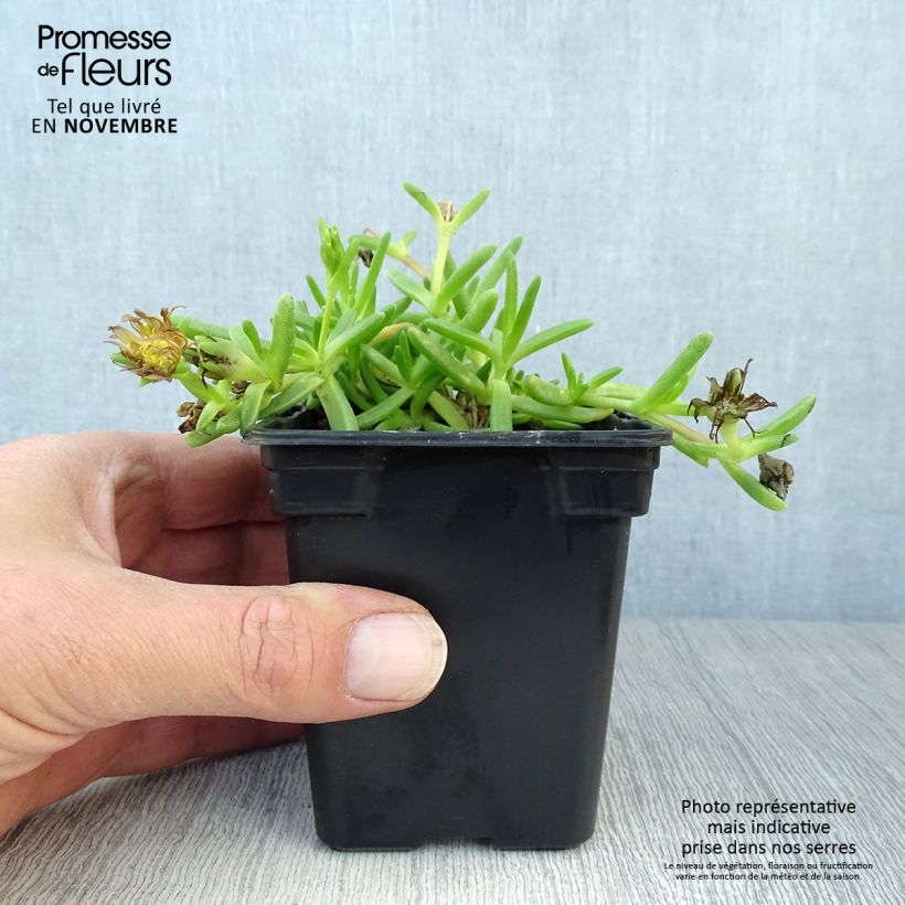 Exemplaar van Delosperma Wheels of Wonder Hot Pink - IJsbloem Kweekpotje van 7/8 cm zoals geleverd in de herfst