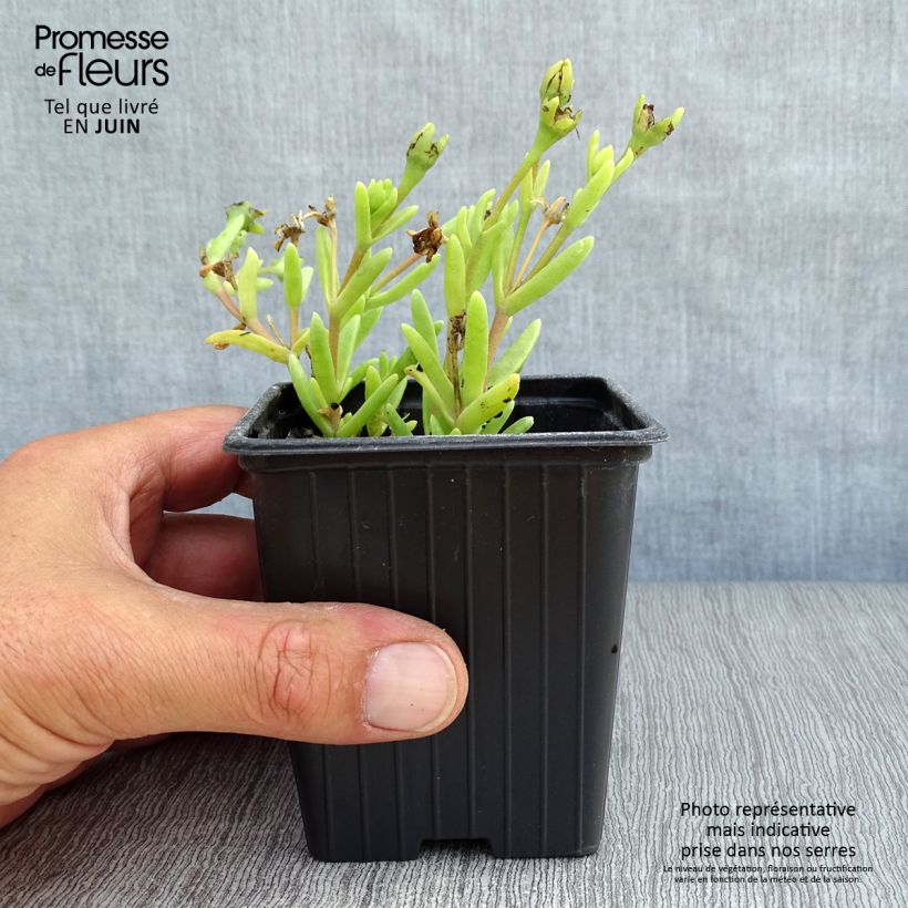 Exemplaar van Delosperma Wheels of Wonder Hot Pink - IJsbloem Kweekpotje van 7/8 cm zoals geleverd in de zomer