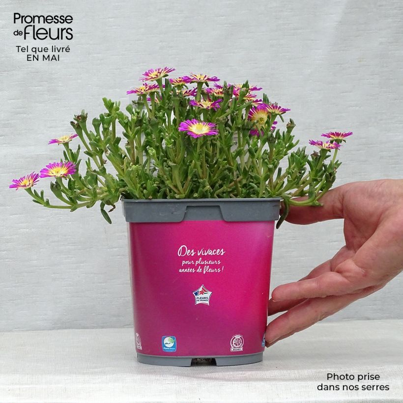Exemplaar van Delosperma Wheels of Wonder Hot Pink - IJsbloem Pot van 2 l/3 l zoals geleverd in de lente