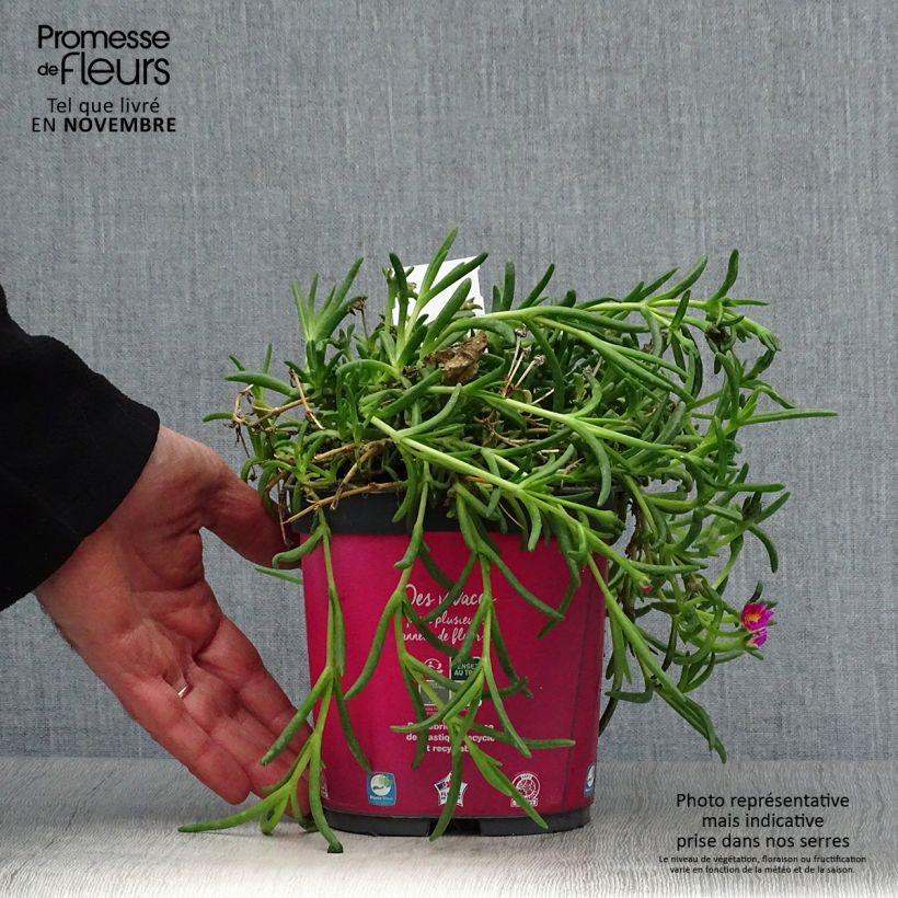 Exemplaar van Delosperma Wheels of Wonder Hot Pink - IJsbloem Pot van 2 l/3 l zoals geleverd in de herfst