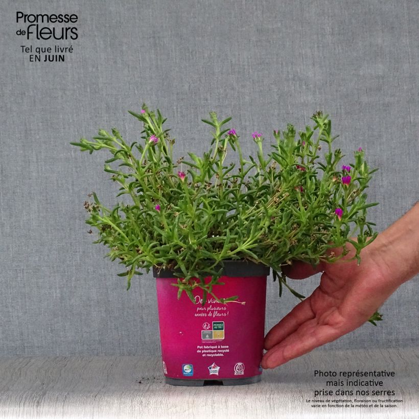 Exemplaar van Delosperma Wheels of Wonder Hot Pink - IJsbloem Pot van 2 l/3 l zoals geleverd in de zomer