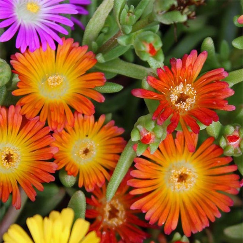 Delosperma Wheels of Wonder Orange - IJsbloem (Bloei)