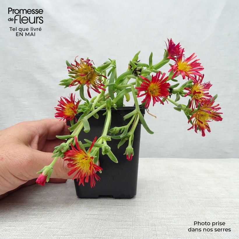 Exemplaar van Delosperma Wheels of Wonder Orange - IJsbloem Kweekpotje van 7/8 cm zoals geleverd in de lente