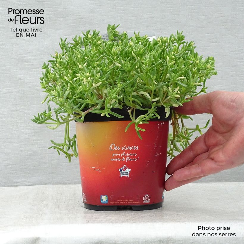 Exemplaar van Delosperma Wheels of Wonder Orange - IJsbloem Pot van 2 l/3 l zoals geleverd in de lente
