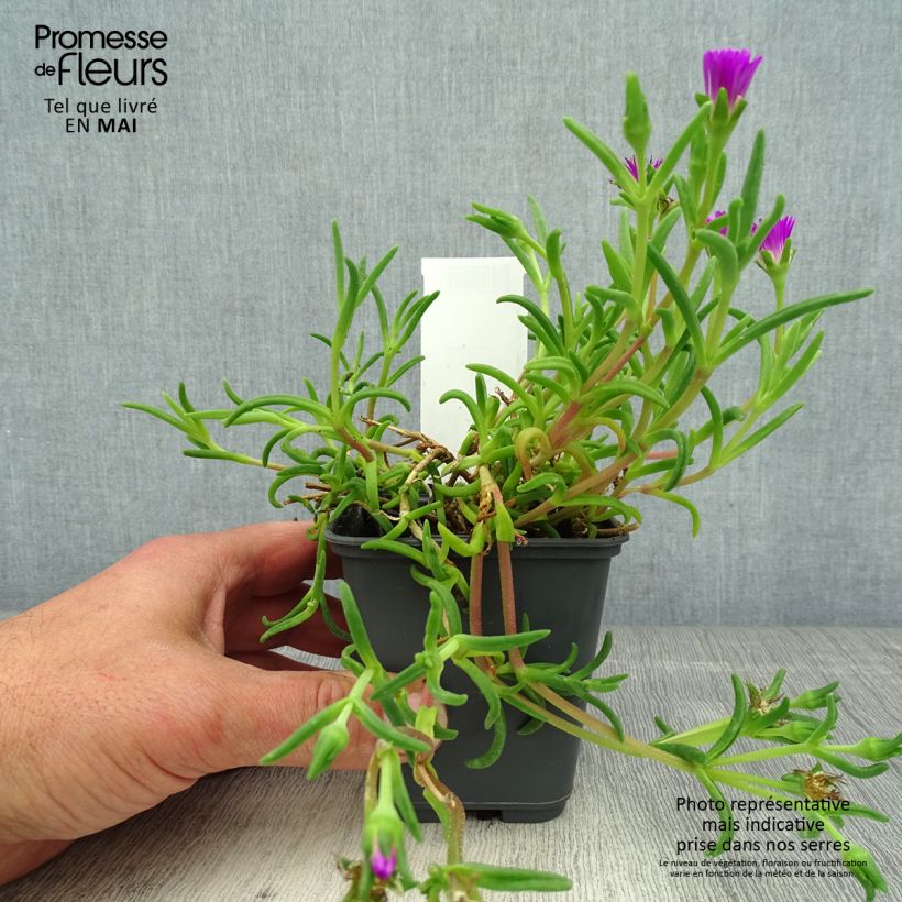 Exemplaar van Delosperma Wheels of Wonder Violet - IJsbloem Kweekpotje van 8/9 cm zoals geleverd in de lente