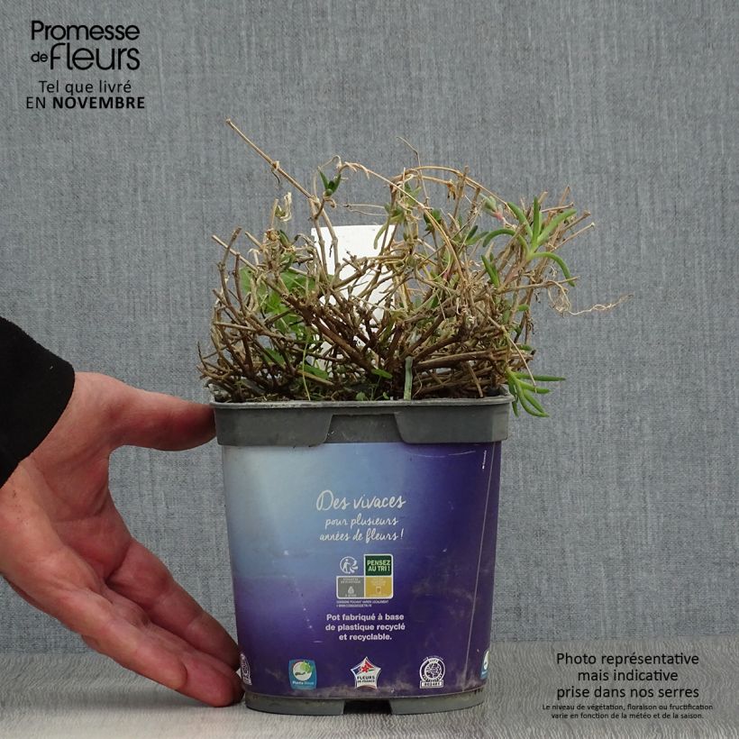 Exemplaar van Delosperma Wheels of Wonder Violet - IJsbloem Pot van 2 l/3 l zoals geleverd in de herfst