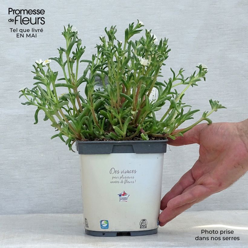 Example of Delosperma Wheels of Wonder Wit - IJsbloem Pot van 2 l/3 l as you get in printemps