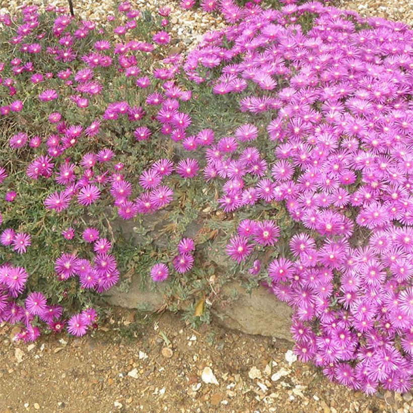Delosperma cooperi - IJsbloem (Bloei)