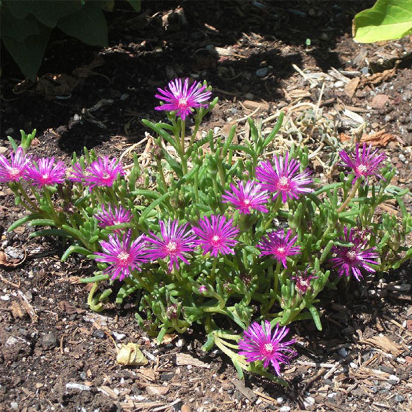 Delosperma cooperi - IJsbloem (Groeiplaats)