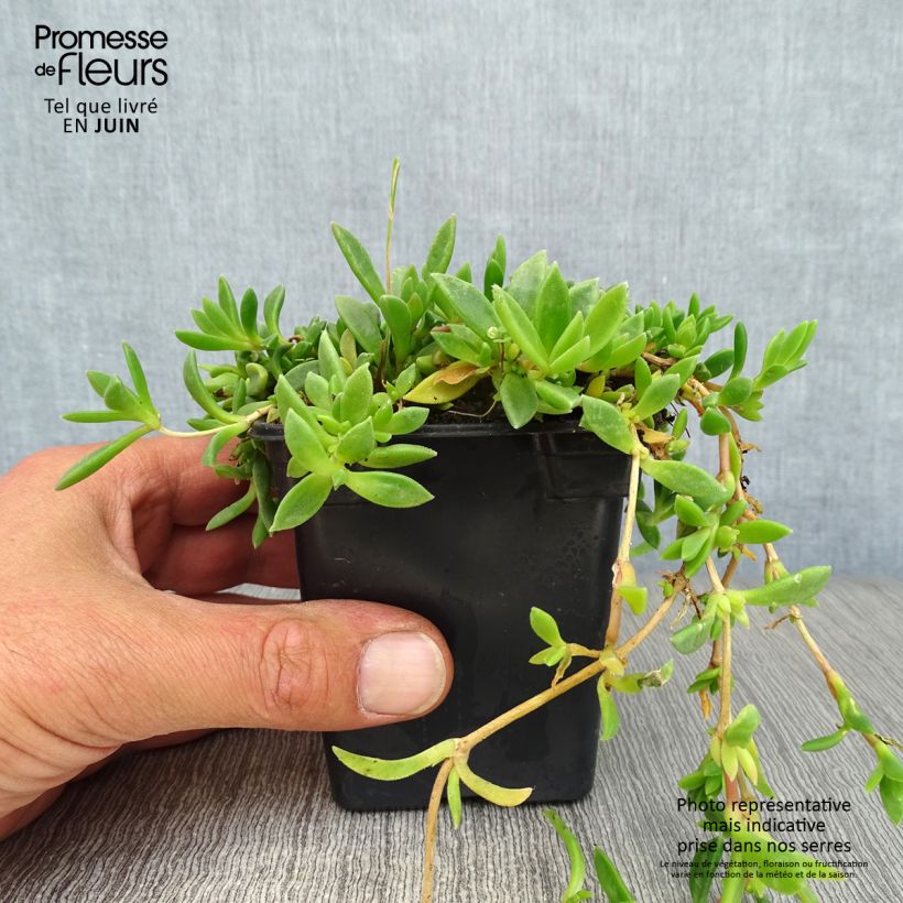 Exemplaar van Delosperma cooperi - IJsbloem Kweekpotje van 7/8 cm zoals geleverd in de zomer