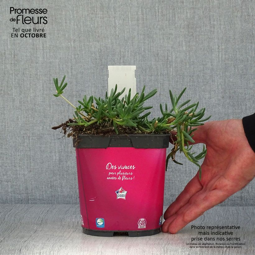 Exemplaar van Delosperma cooperi - IJsbloem Pot van 2 l/3 l zoals geleverd in de herfst