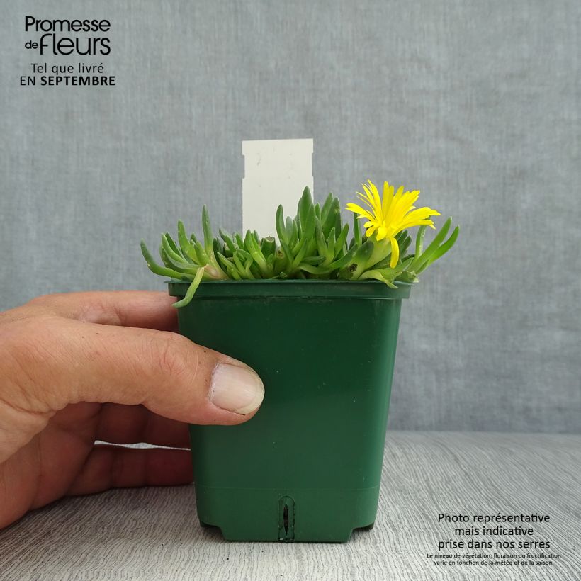 Exemplaar van Delosperma deschampsii - IJsbloem Kweekpotje van 8/9 cm zoals geleverd in de herfst