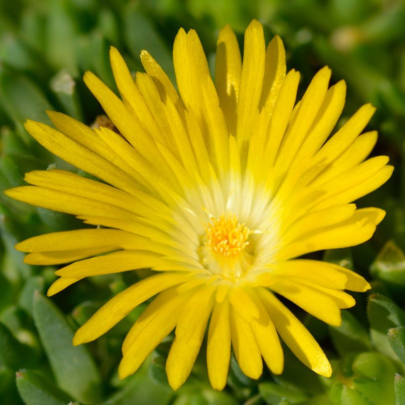 Delosperma deschampsii - IJsbloem (Bloei)