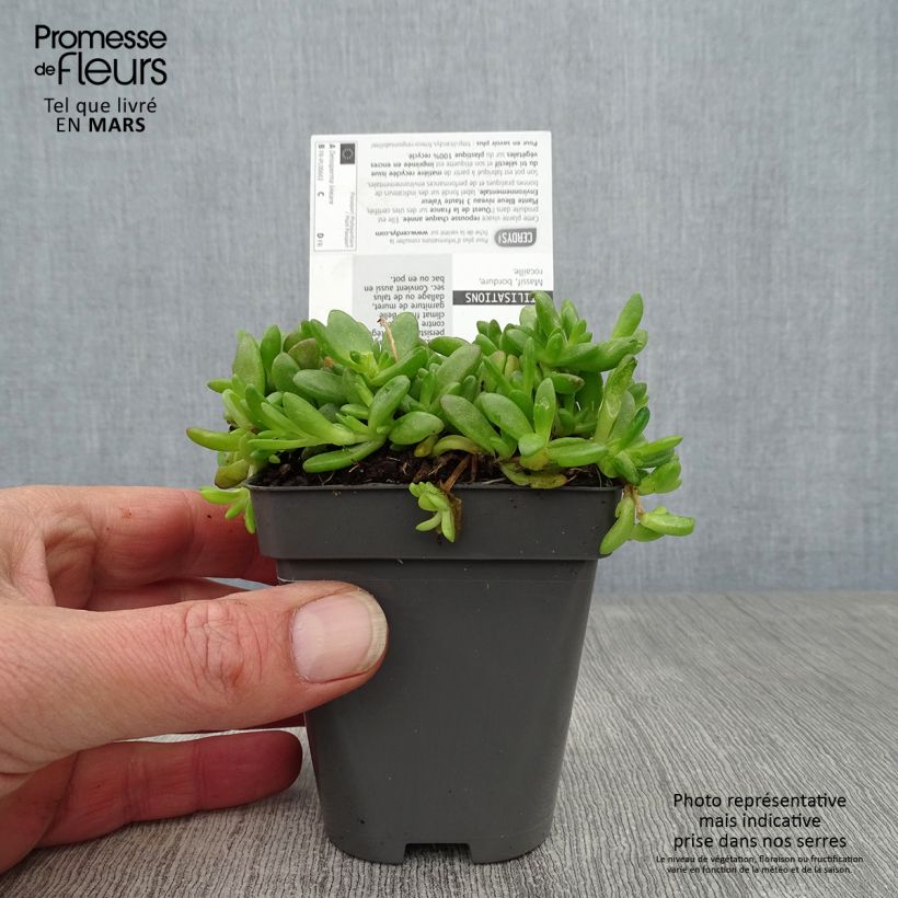 Exemplaar van Delosperma lineare - IJsbloem Kweekpotje van 8/9 cm zoals geleverd in de lente