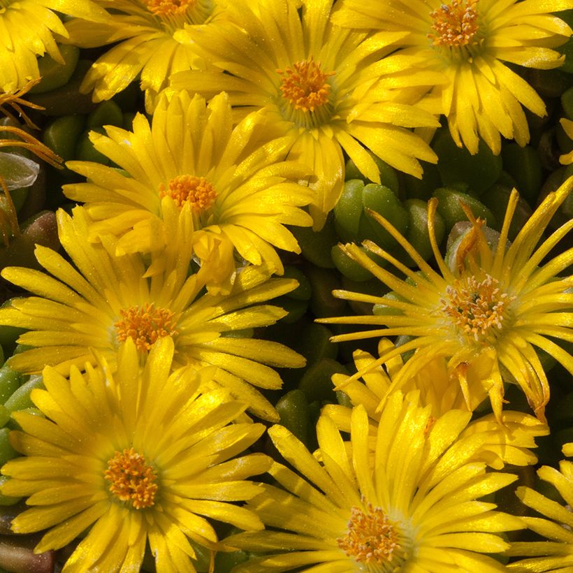 Delosperma lineare - IJsbloem (Bloei)