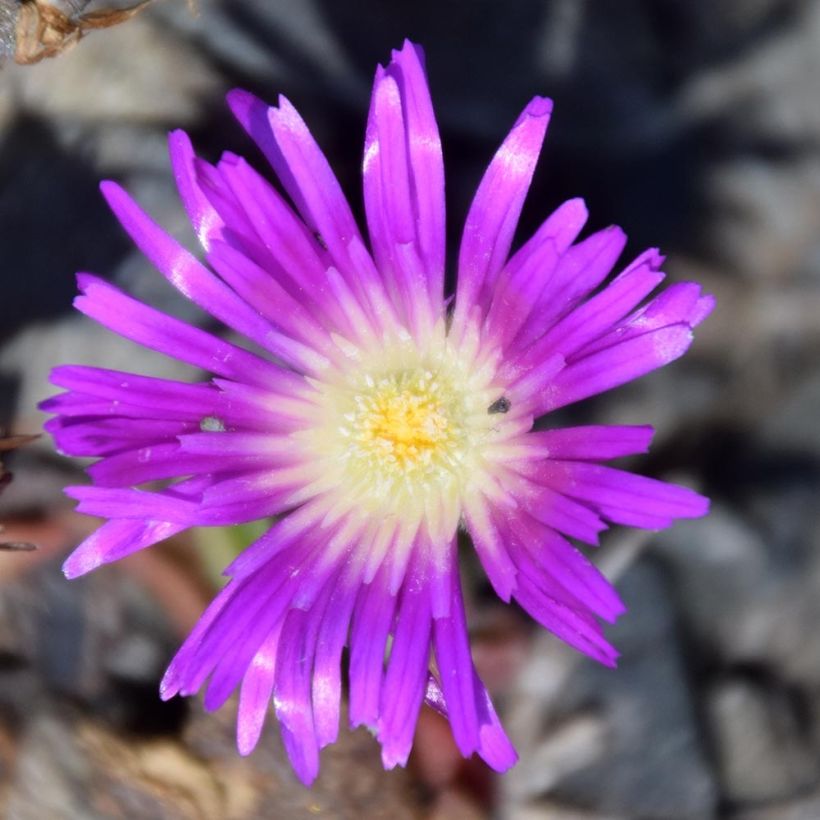 Delosperma sutherlandii - IJsbloem (Bloei)