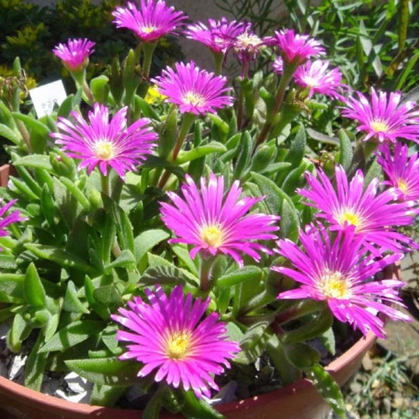 Delosperma sutherlandii - IJsbloem (Groeiplaats)