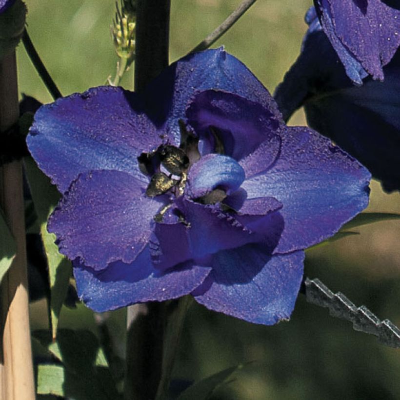 Delphinium Pacific Black Knight - Ridderspoor (Bloei)