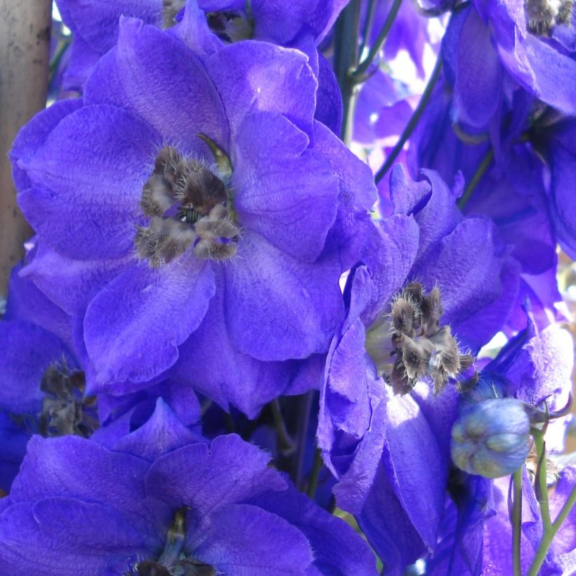Delphinium Pacific Blue Jay - Ridderspoor (Bloei)