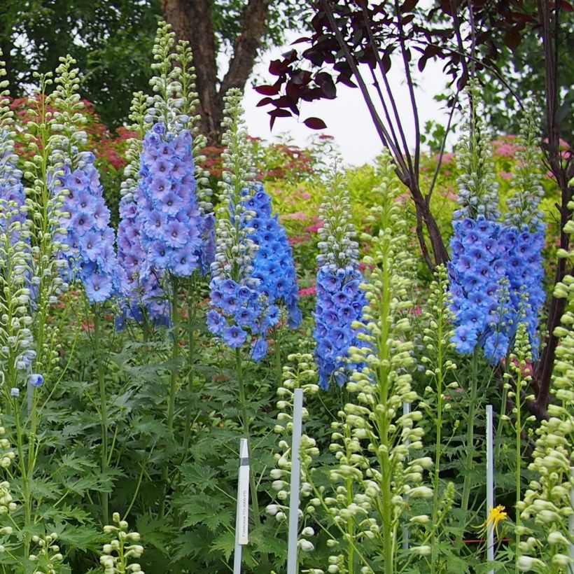 Delphinium Blue Lace - Ridderspoor (Groeiplaats)