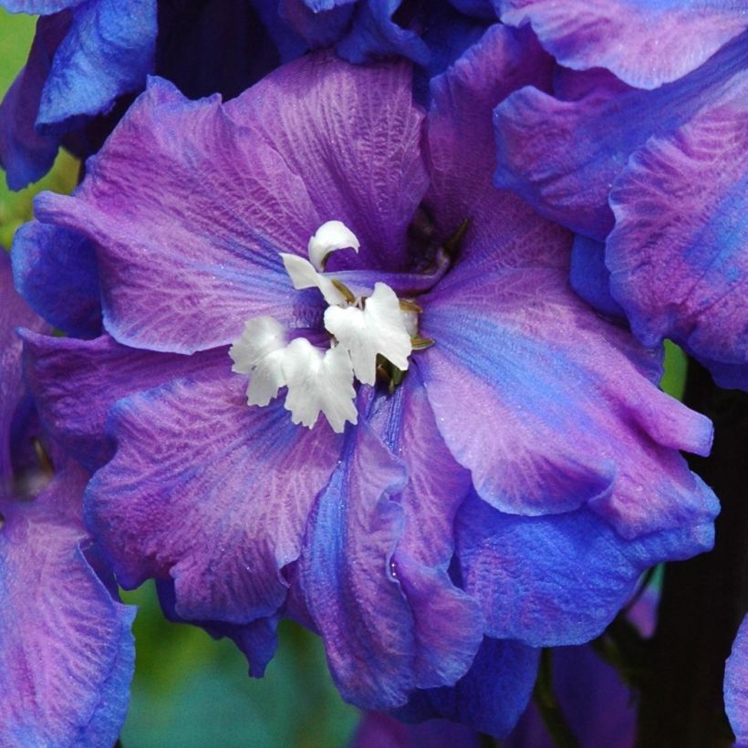 Delphinium Pacific-hybrid Blue Triumphator - Ridderspoor (Bloei)