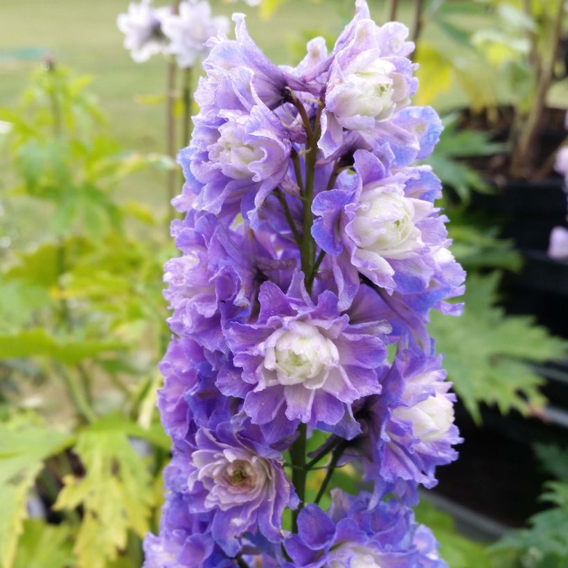 Delphinium elatum Highlander Bolero - Ridderspoor (Bloei)