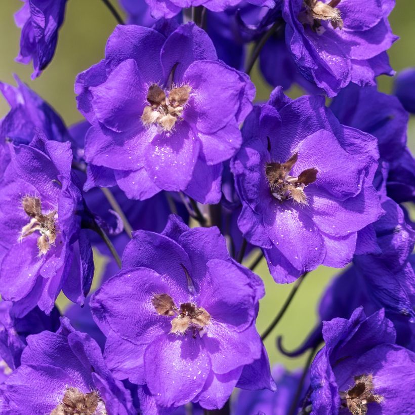 Delphinium Bruce - Ridderspoor (Bloei)