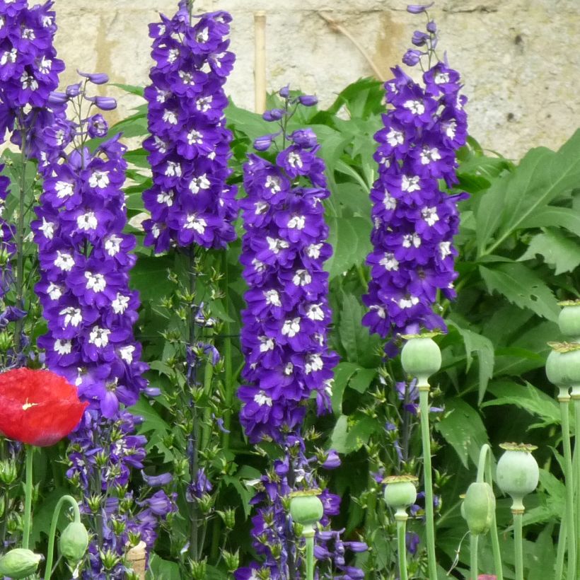 Delphinium Pacific-hybrid Christel - Ridderspoor (Groeiplaats)