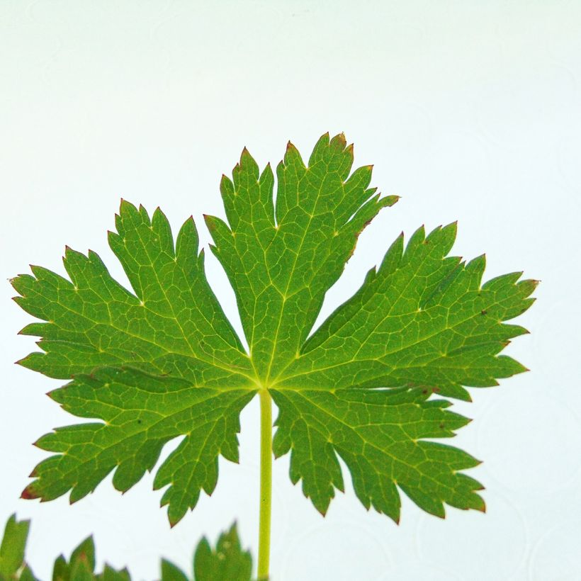 Delphinium Crystal Delight - Ridderspoor (Blad)