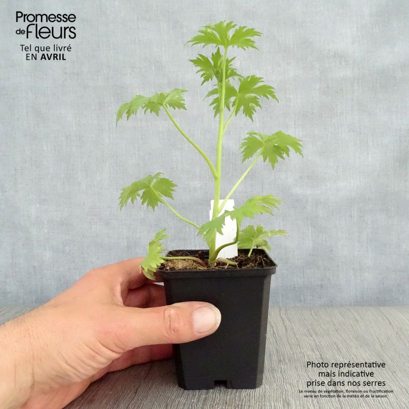 Exemplaar van Delphinium Pacific-hybrid Magic Fountain Dark Blue-Black Bee - Ridderspoor Kweekpotje van 8/9 cm zoals geleverd in de lente