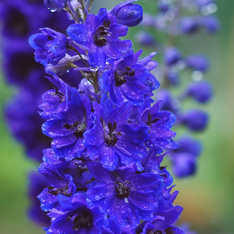 Delphinium Pacific-hybrid Magic Fountain Dark Blue-Black Bee - Ridderspoor (Bloei)