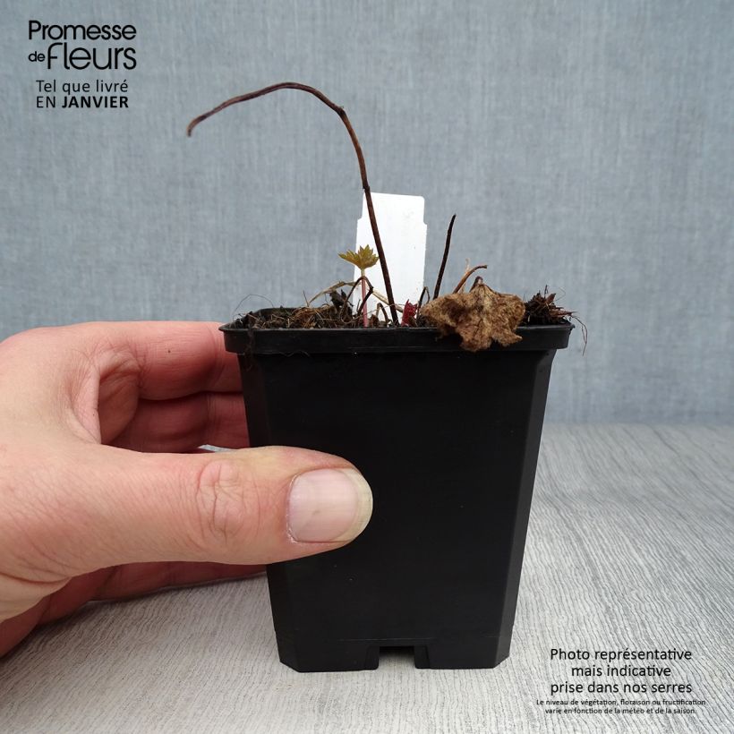 Exemplaar van Delphinium Deep Rose-White Bee - Ridderspoor Kweekpotje van 8/9 cm zoals geleverd in de winter