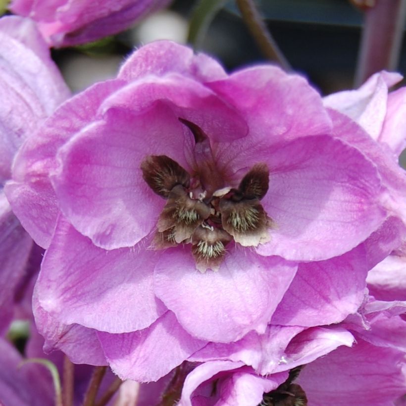 Delphinium Dusky Maiden - Ridderspoor (Bloei)