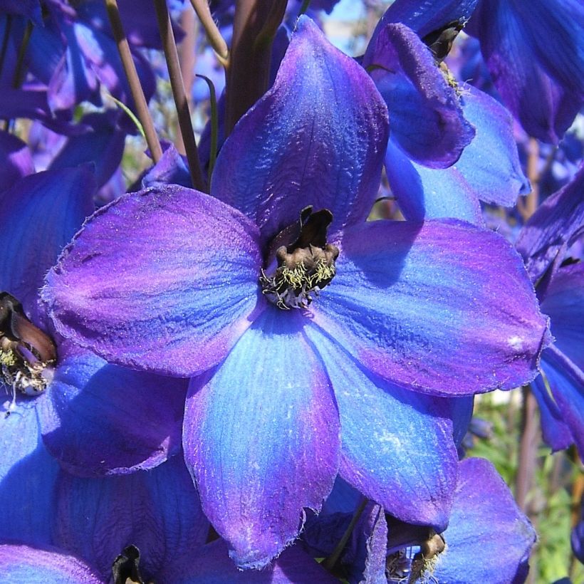 Delphinium F.W. Smith - Ridderspoor (Bloei)