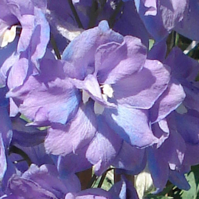 Delphinium Pacific Guinevere - Ridderspoor (Bloei)