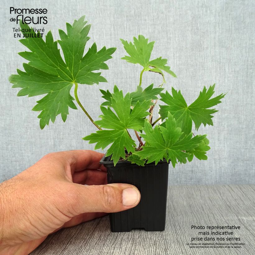 Exemplaar van Delphinium elatum Highlander Bolero - Ridderspoor Kweekpotje van 8/9 cm zoals geleverd in de zomer