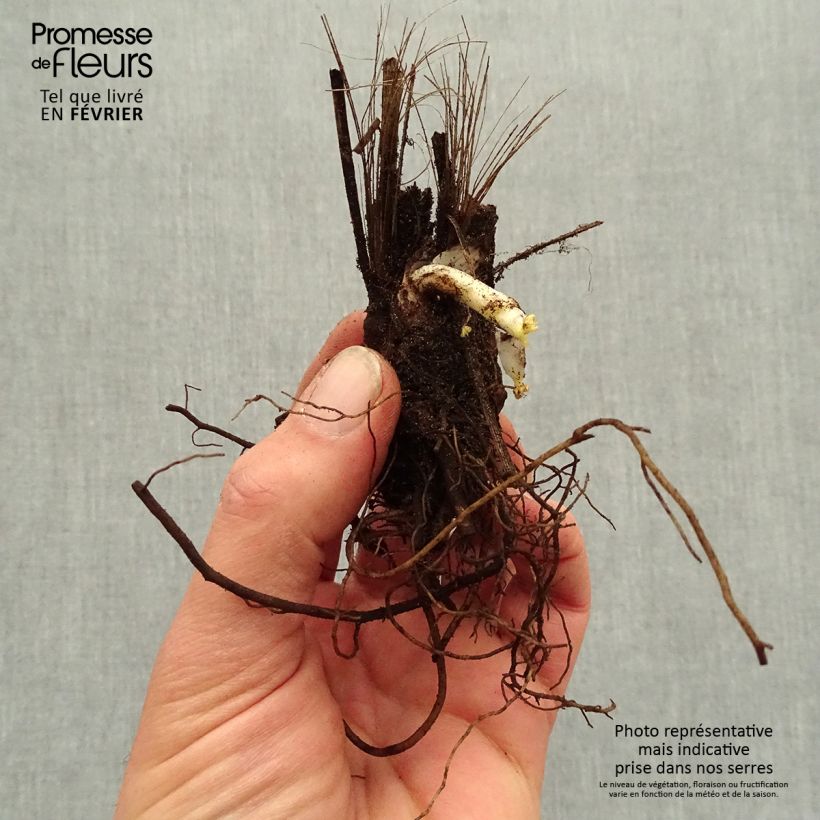 Exemplaar van Delphinium elatum Highlander Bolero - Ridderspoor Naakte wortel zoals geleverd in de winter
