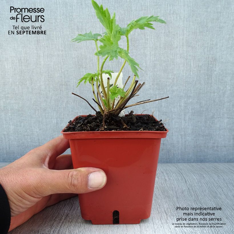 Exemplaar van Delphinium Highlander Cha Cha - Ridderspoor Pot van 1 l/1,5 l zoals geleverd in de herfst