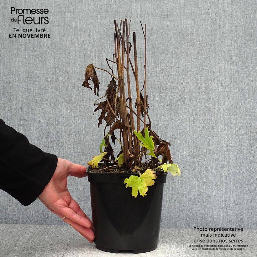 Exemplaar van Ridderspoor Highlander Flamenco - Delphinium Pot van 2 l/3 l zoals geleverd in de herfst