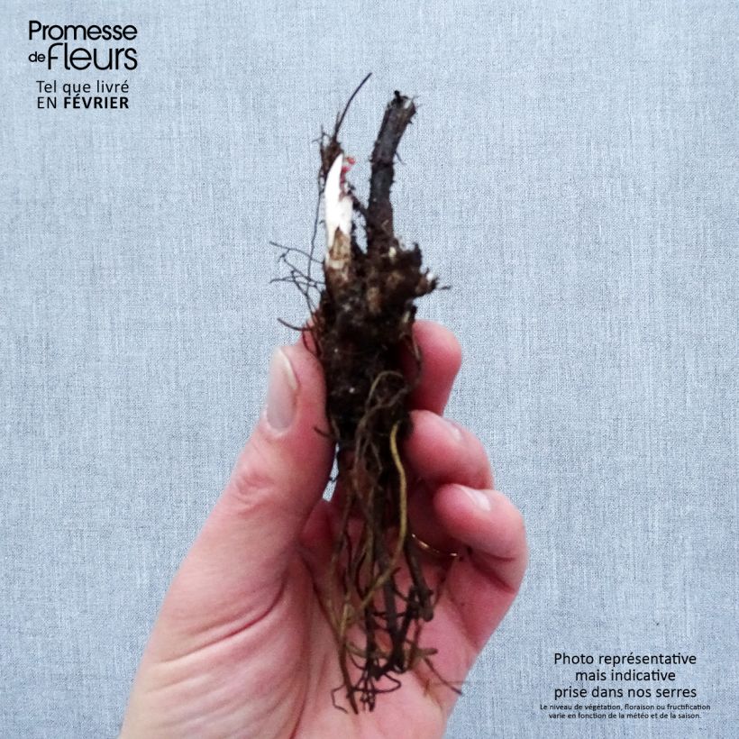 Exemplaar van Ridderspoor Highlander Flamenco - Delphinium Naakte wortel zoals geleverd in de winter